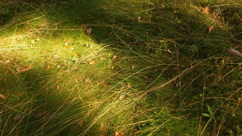 Free stock image of Grass 1 created by Anna Em