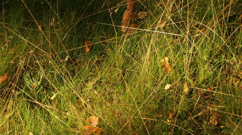 Free stock image of Grass 3 created by Anna Em