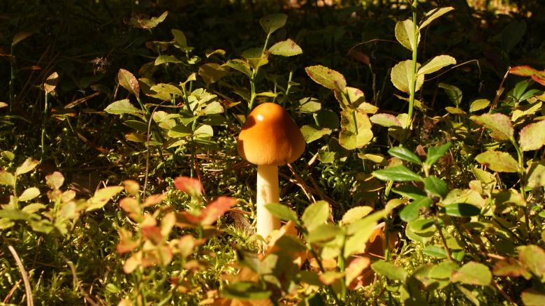Free stock image of Mushroom 2 created by Anna Em