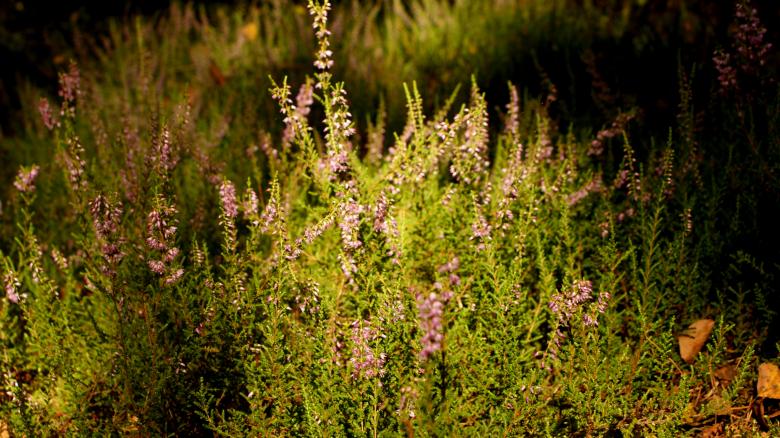 Free stock image of Lavender created by Anna Em