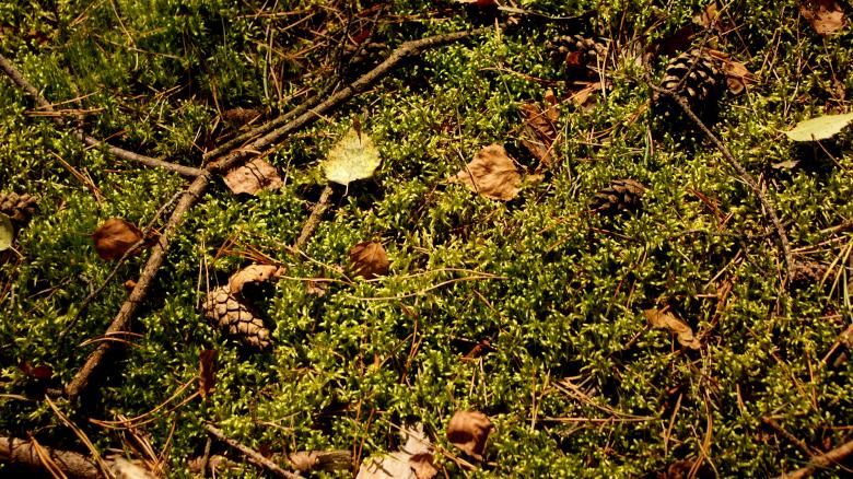 Free stock image of Forest litter created by Anna Em
