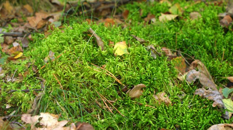 Free stock image of Forest litter 2 created by Anna Em