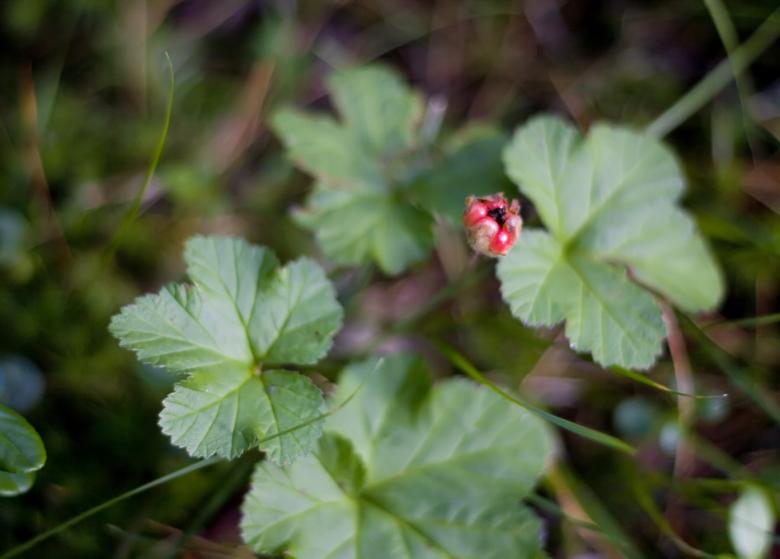 Free stock image of berry  created by 2happy