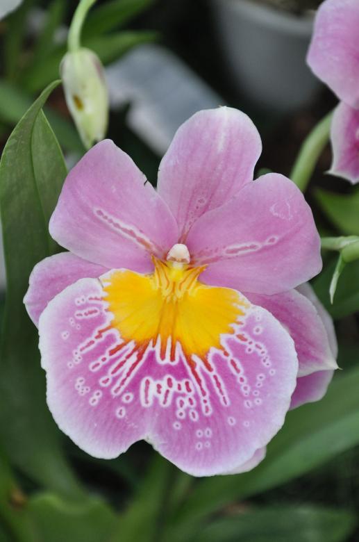 Free stock image of Pink cambria orchid created by Tomas Adomaitis