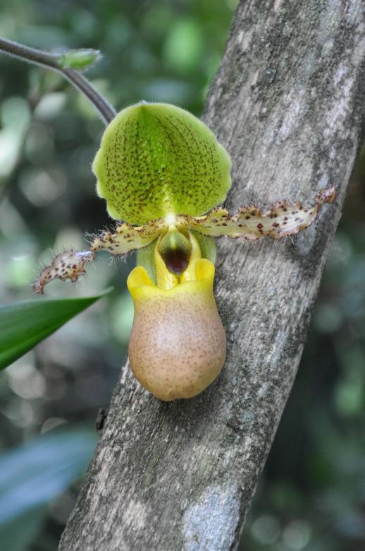 Free stock image of Lady Slipper Orchid created by Tomas Adomaitis
