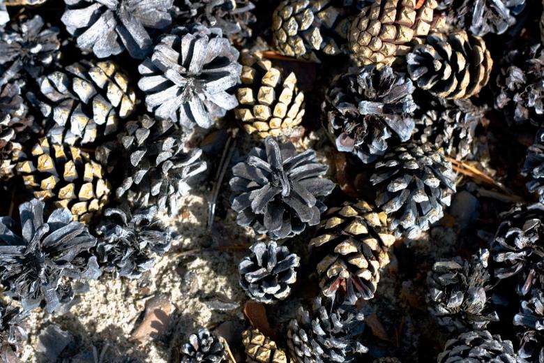 Free stock image of Pine Cones created by 2happy