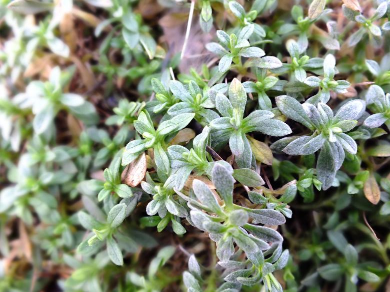 Free stock image of Plant created by Stephan Gerlach