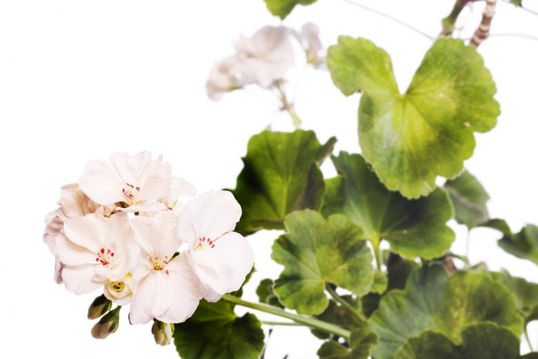 Free stock image of flower  created by 2happy