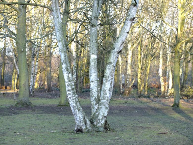 Free stock image of Trees created by Stephan Gerlach