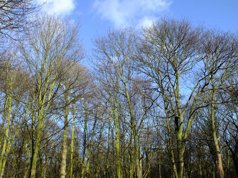 Free stock image of Trees created by Stephan Gerlach