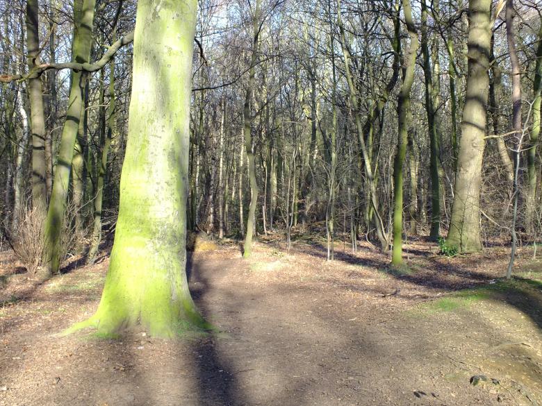 Free stock image of trees created by Stephan Gerlach