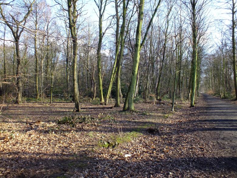 Free stock image of Trees created by Stephan Gerlach