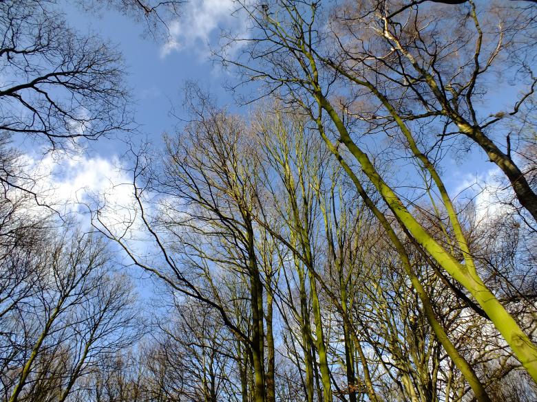 Free stock image of trees created by Stephan Gerlach
