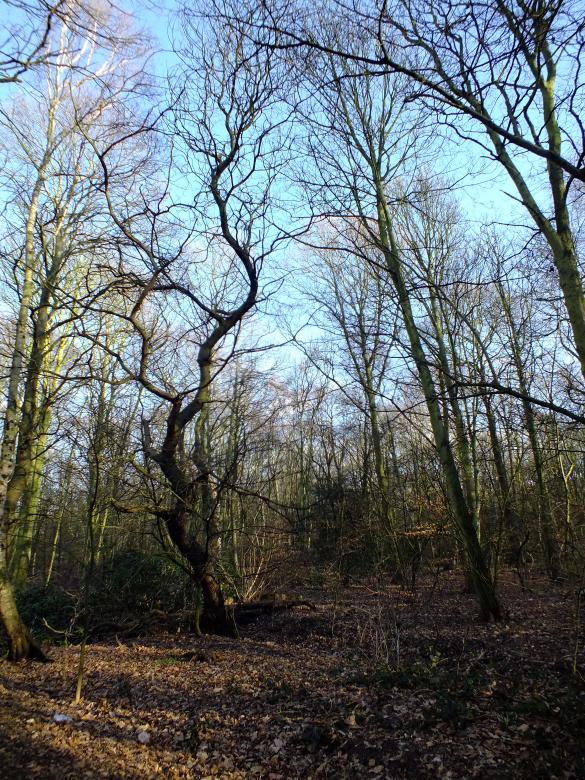 Free stock image of trees created by Stephan Gerlach