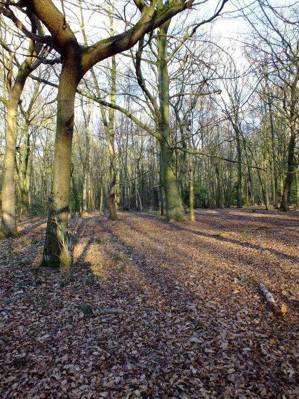 Free stock image of Trees created by Stephan Gerlach