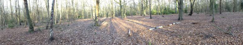 Free stock image of Trees Panorama created by Stephan Gerlach