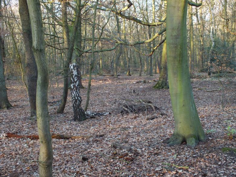 Free stock image of Trees created by Stephan Gerlach