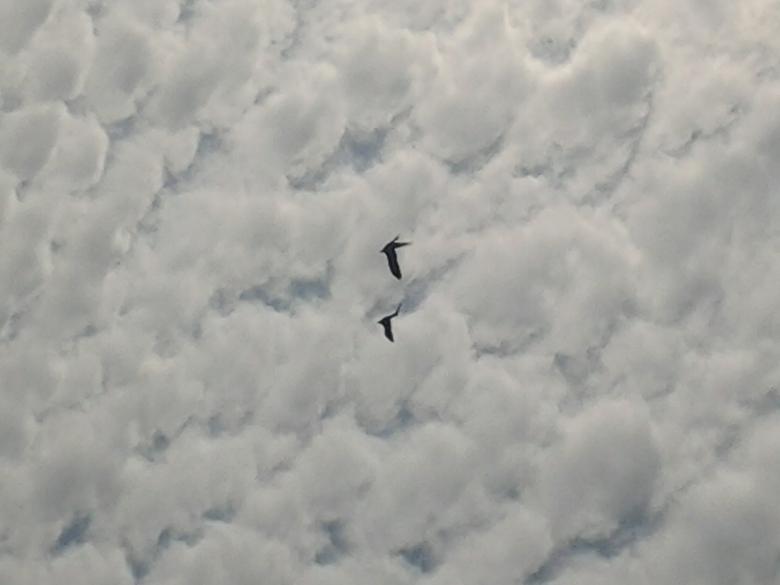 Free stock image of Ice creamy sky created by v vineet kumar