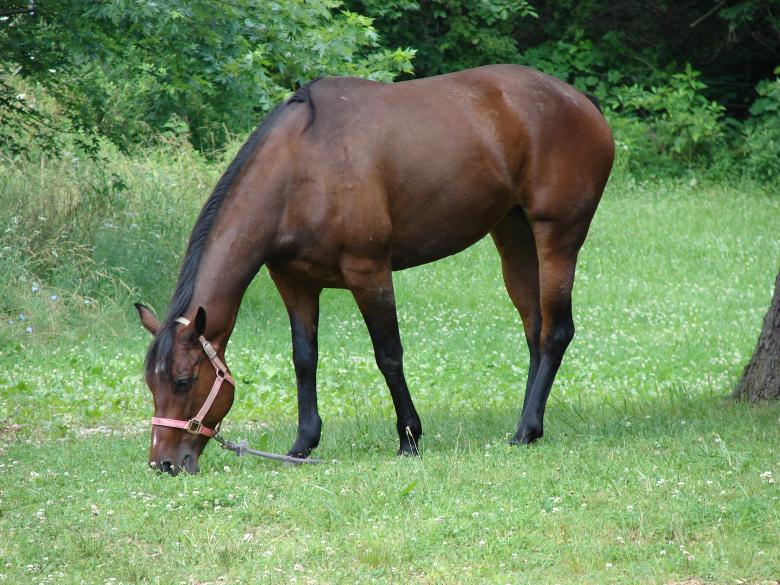 Free stock image of Wild Horse created by Terion Miller