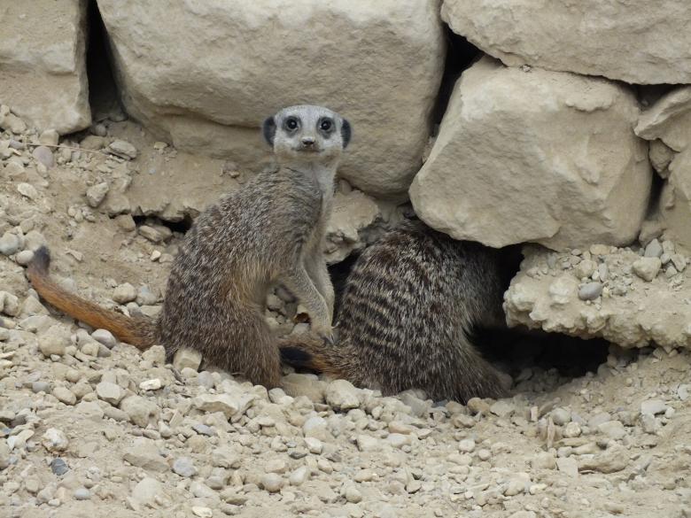 Free stock image of Meerkat created by Stephan Gerlach
