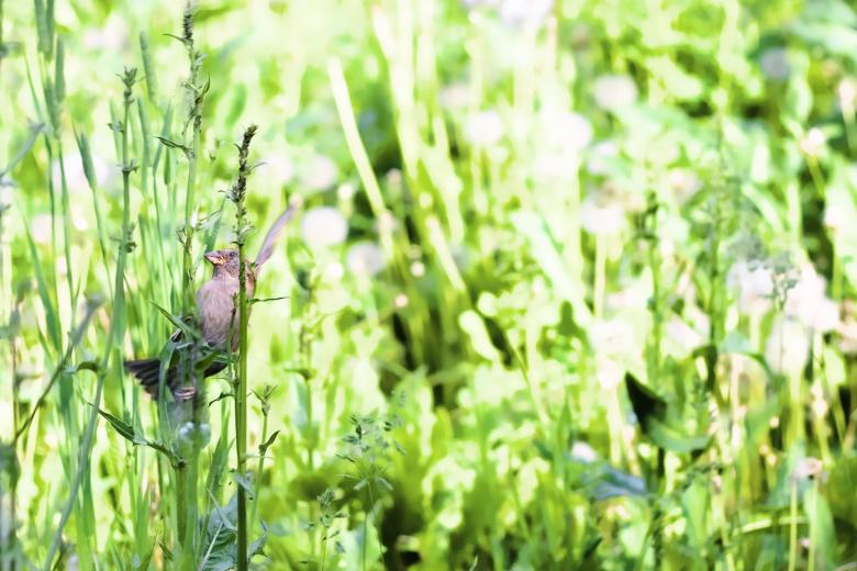 Free stock image of bird created by 2happy