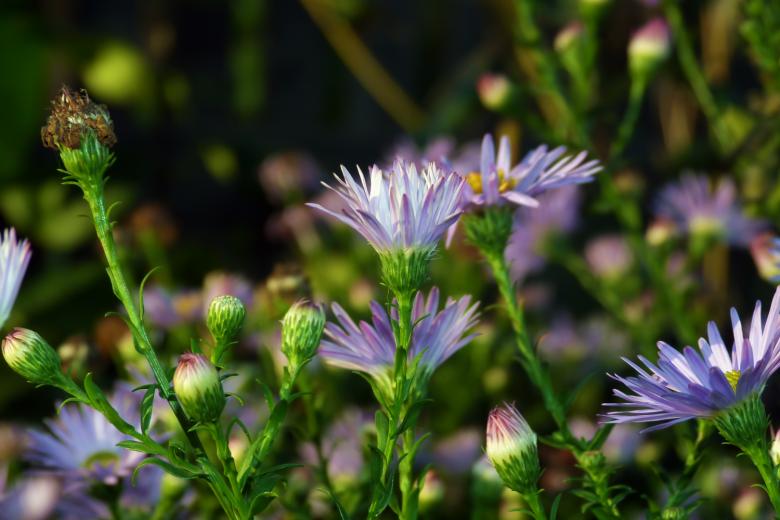 Free stock image of flowers created by Vladimir Ovcharov