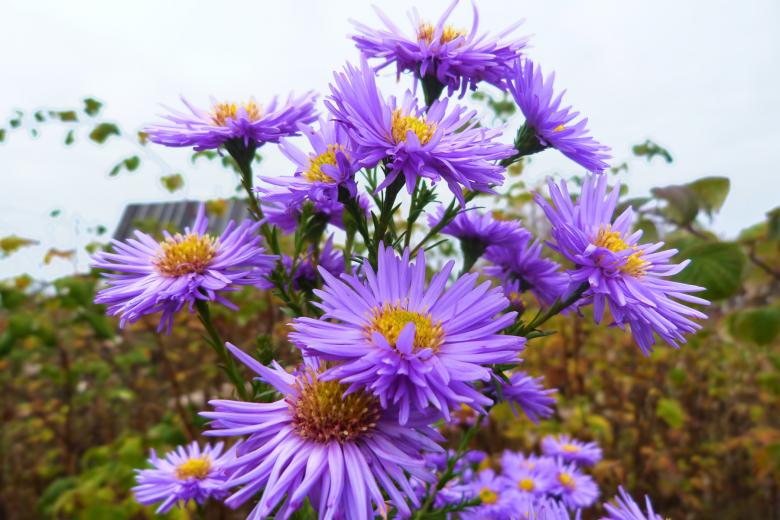 Free stock image of flowers created by Vladimir Ovcharov