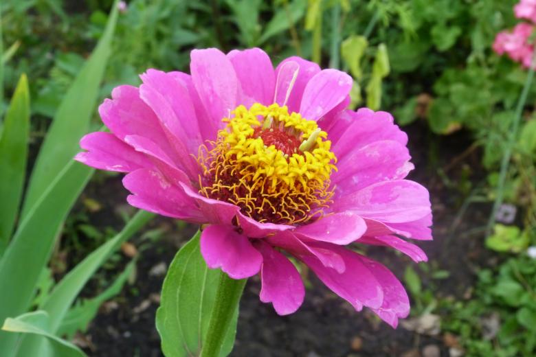 Free stock image of flower created by Vladimir Ovcharov