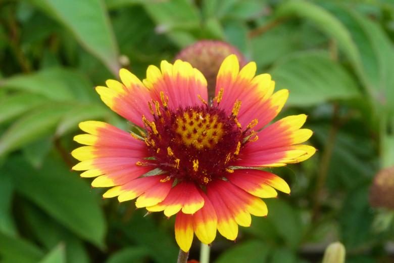 Free stock image of Vibrant Summer Flower created by Vladimir Ovcharov