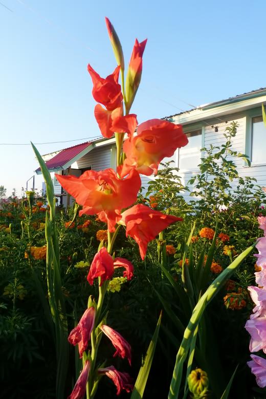 Free stock image of Red Flower Outdoors created by Vladimir Ovcharov