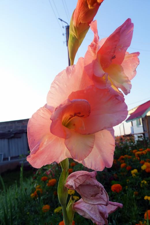 Free stock image of flower created by Vladimir Ovcharov