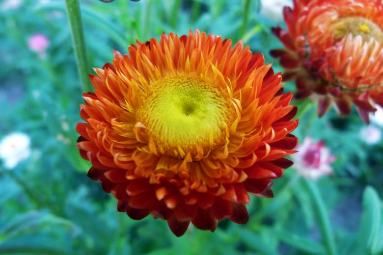 Free stock image of Red blooming flower created by Vladimir Ovcharov