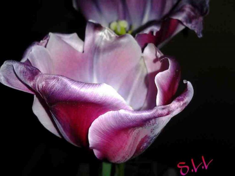 Free stock image of my mothers tulips created by SheenaLynn