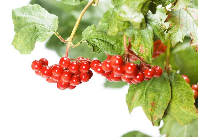 Free stock image of Berries  created by 2happy