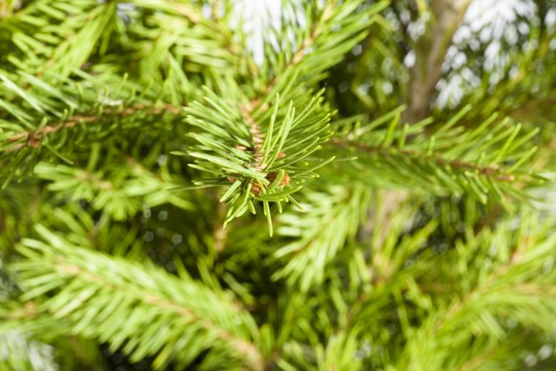 Free stock image of Pine branches created by 2happy