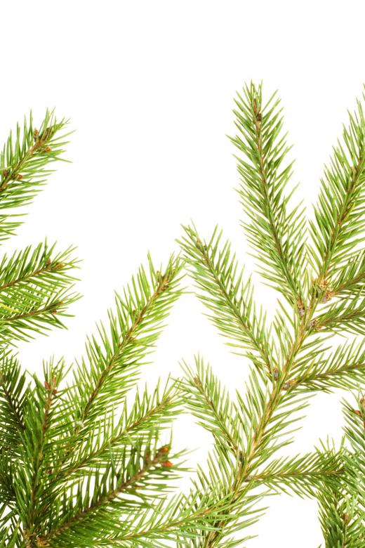 Free stock image of Pine branches created by 2happy