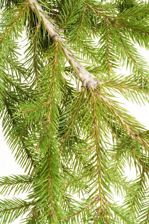 Free stock image of Pine branches created by 2happy