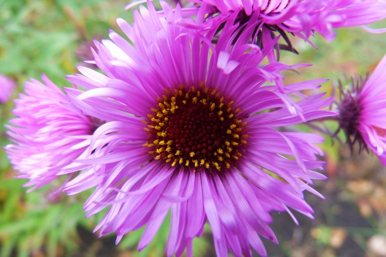 Free stock image of flower created by Vladimir Ovcharov