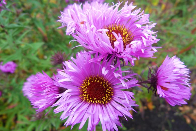 Free stock image of Pink Flower Blossoms created by Vladimir Ovcharov
