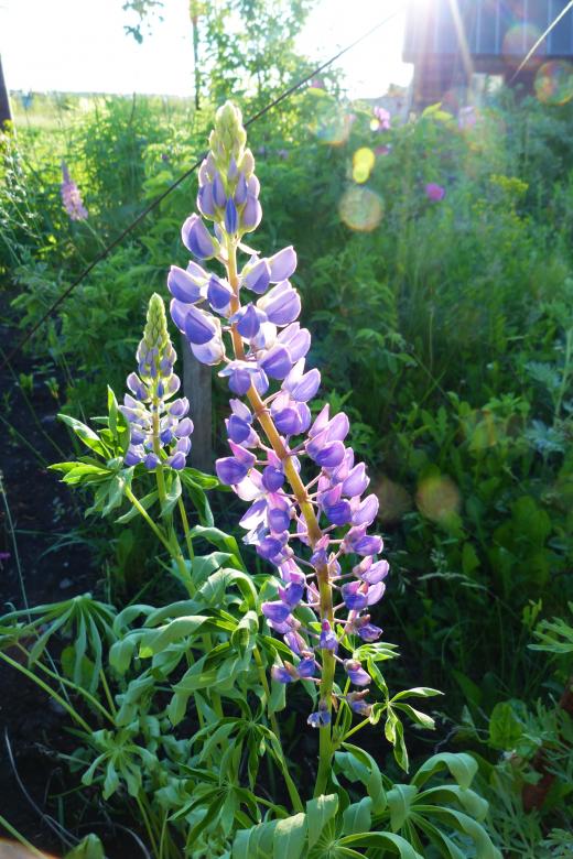 Free stock image of Purple Outdoor Flower created by Vladimir Ovcharov