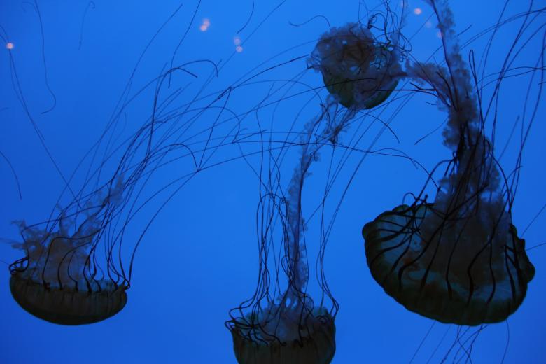 Free stock image of Bunch of Jellyfish created by Claudio Rafael