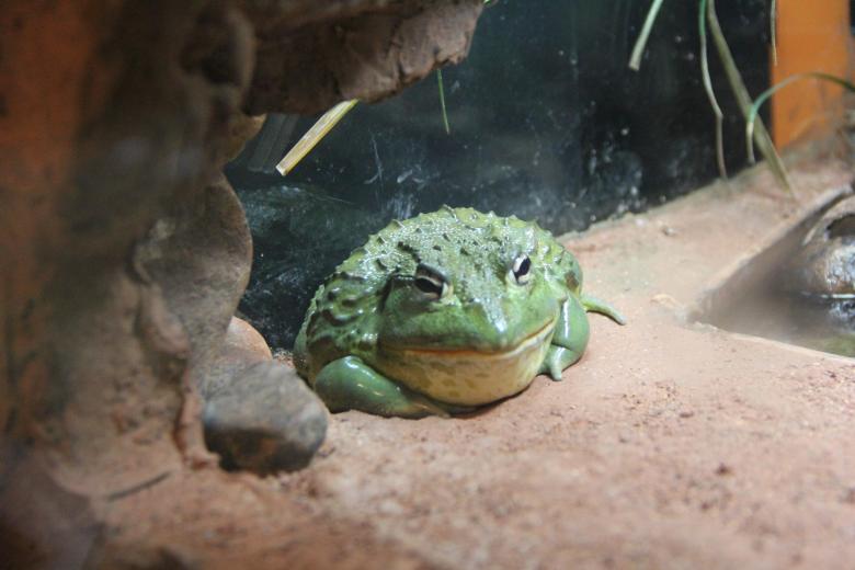 Free stock image of Wild Frog created by Claudio Rafael