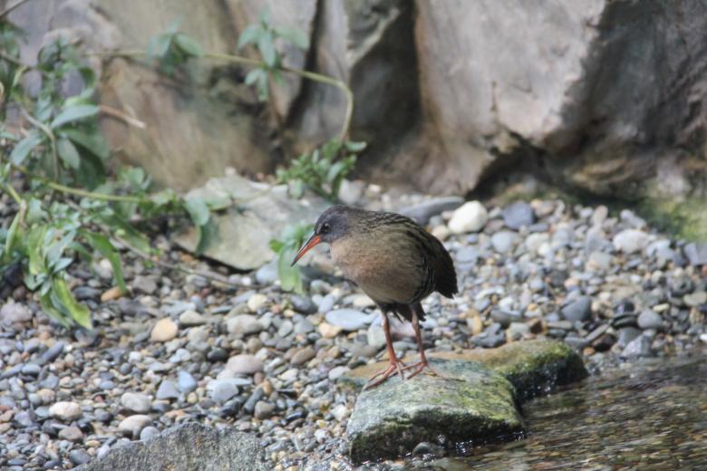 Free stock image of Wild Bird created by Claudio Rafael