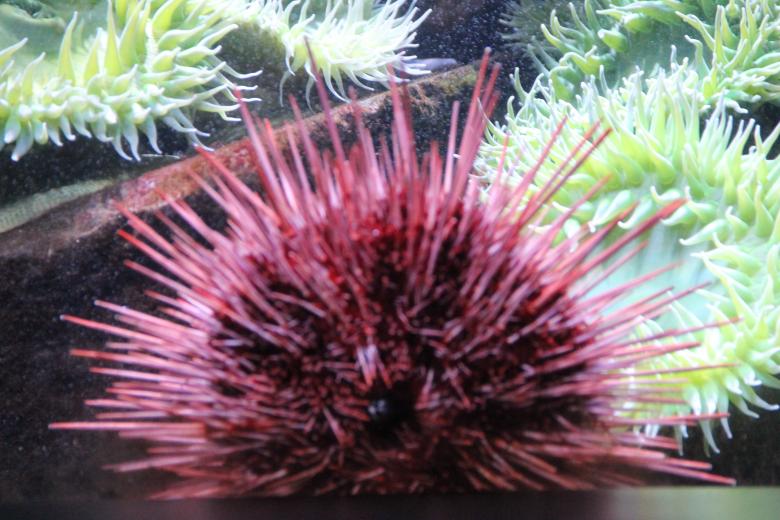 Free stock image of Sea Urchin created by Claudio Rafael