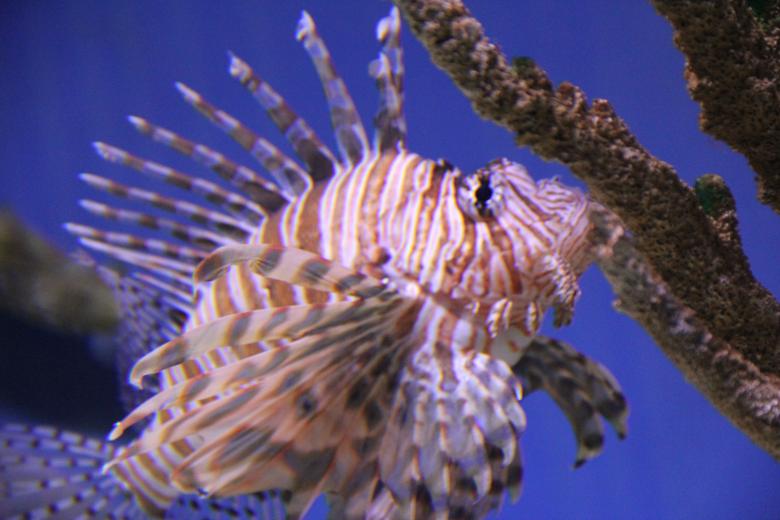 Free stock image of Fish in the Aquarium created by Claudio Rafael