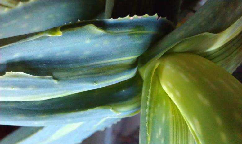 Free stock image of Aloe monstera created by zimy