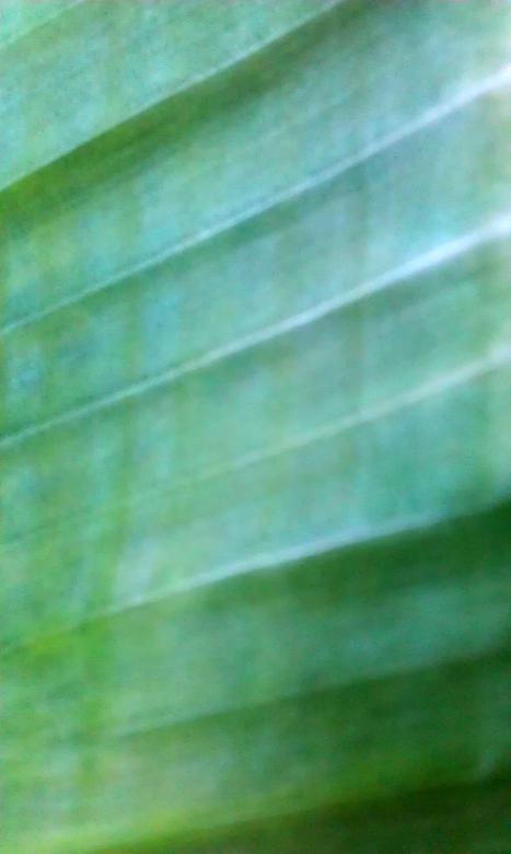 Free stock image of Banana leave created by zimy