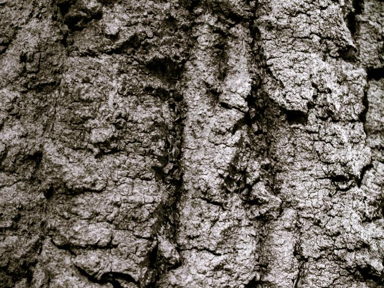 Free stock image of Wood crust created by Alen
