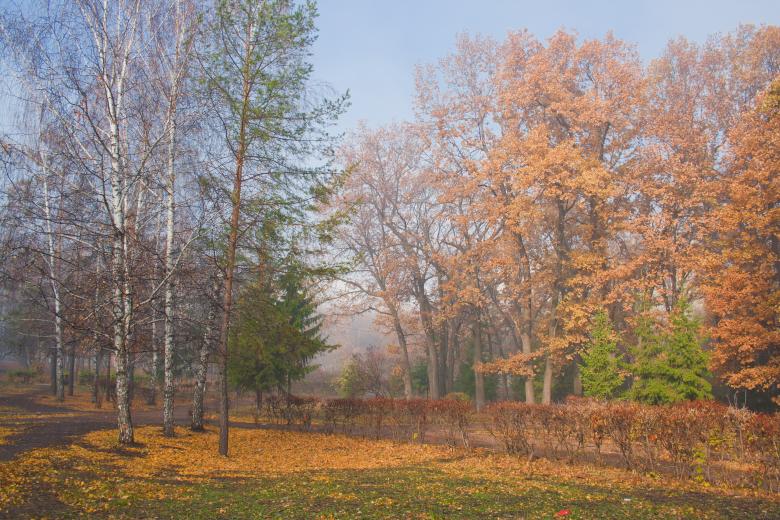 Free stock image of autumn park created by 2happy