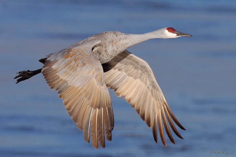 Free stock image of Sea bird created by mehedi